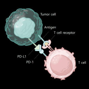 Cytotoxic T cell