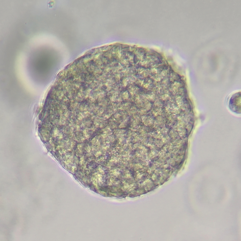 Liver-Organoid-2026