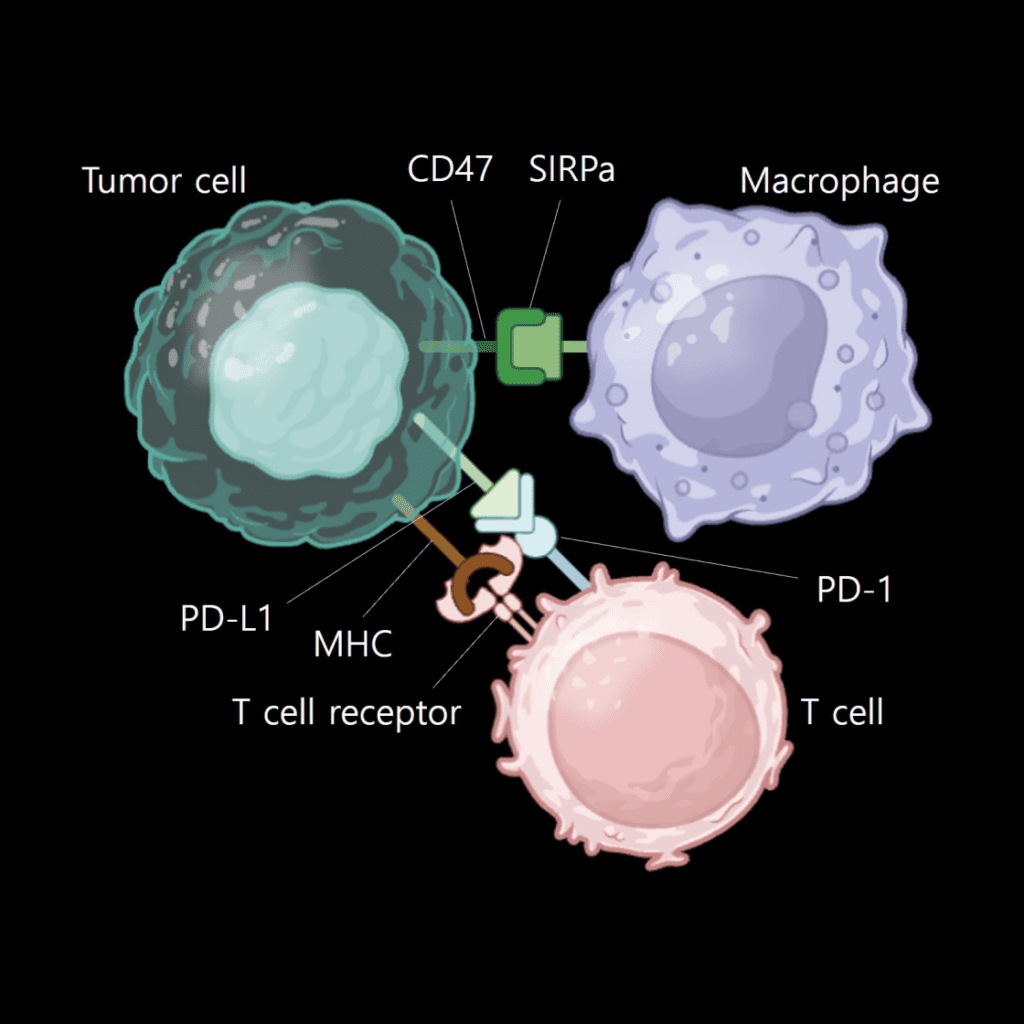 Macrophage - Lambda Biologics