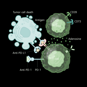 Regulatory T cell