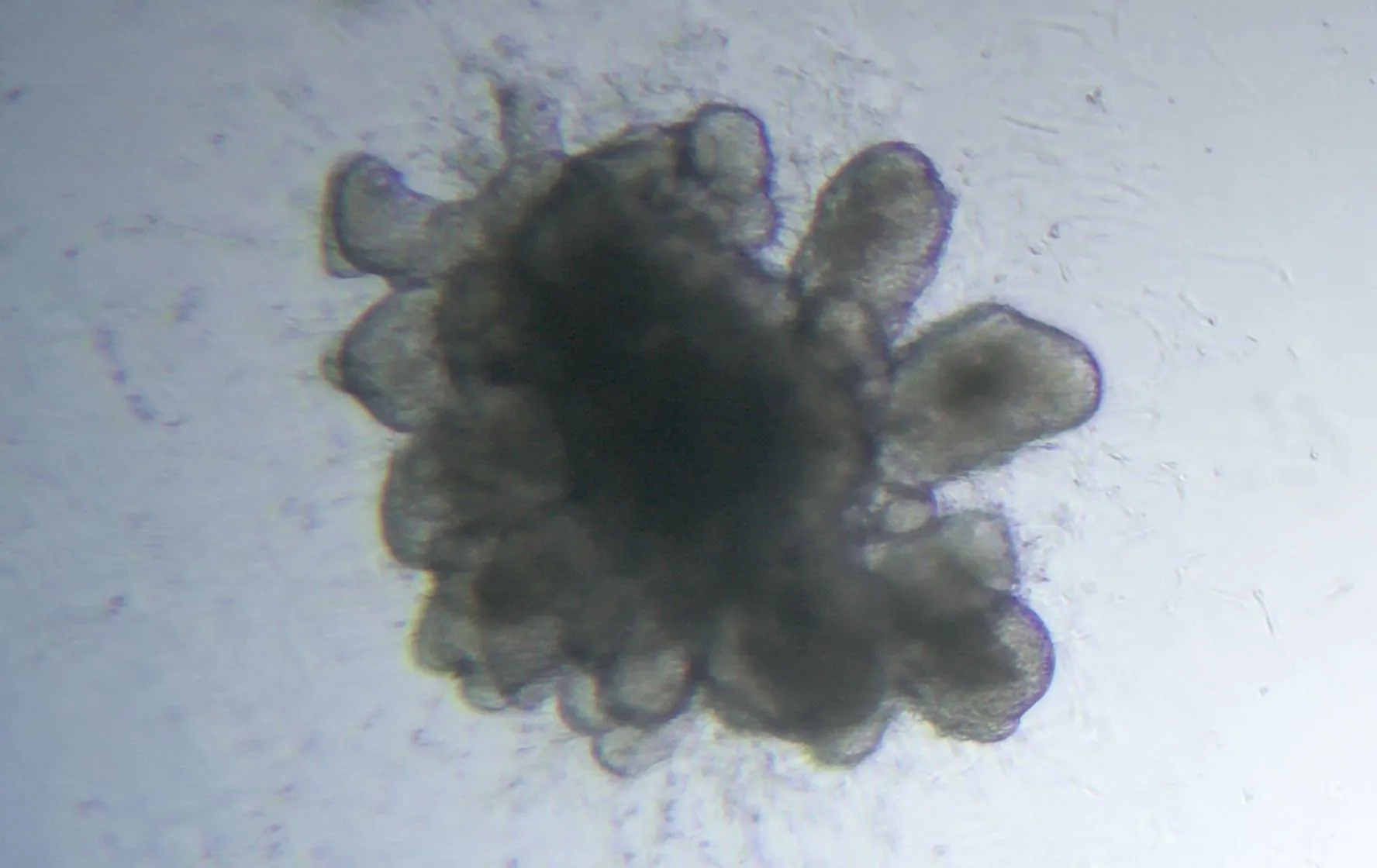 intestine-organoid