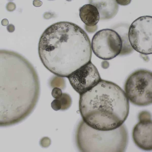 Salivary Gland Organoid