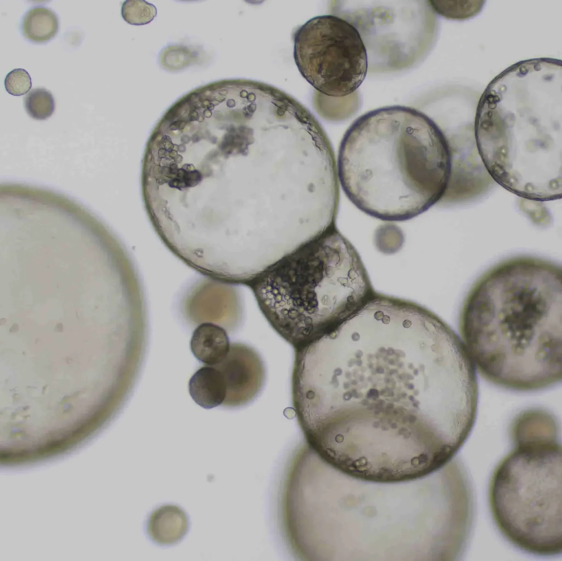 salivary-gland-organoid-thumb