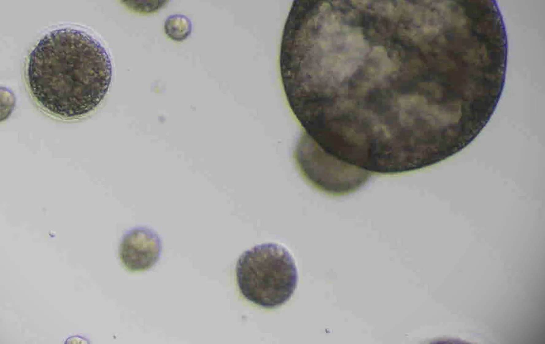 salivary-gland-organoid