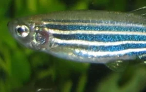 Zebrafish