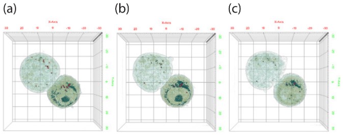 Cell-Cell_Interaction_01