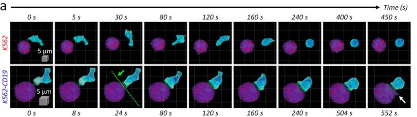 Cell-Cell_Interaction_02