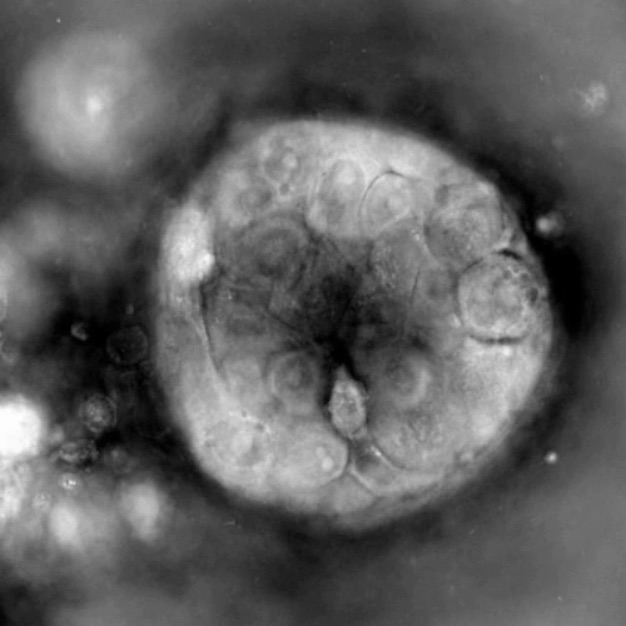 Cytotoxicity_main