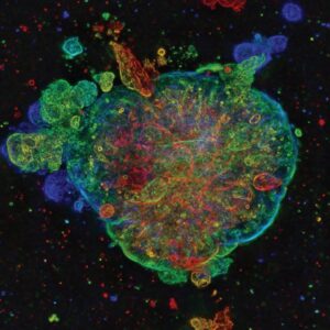 Organoid Visualization