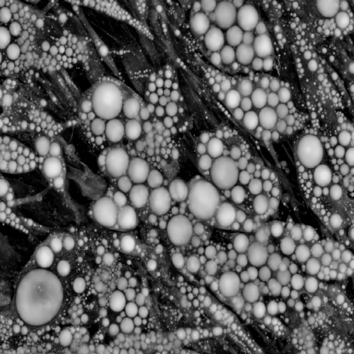 lipid_quantification_main