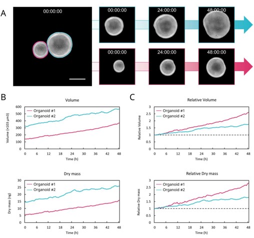 organoid_visualization_02