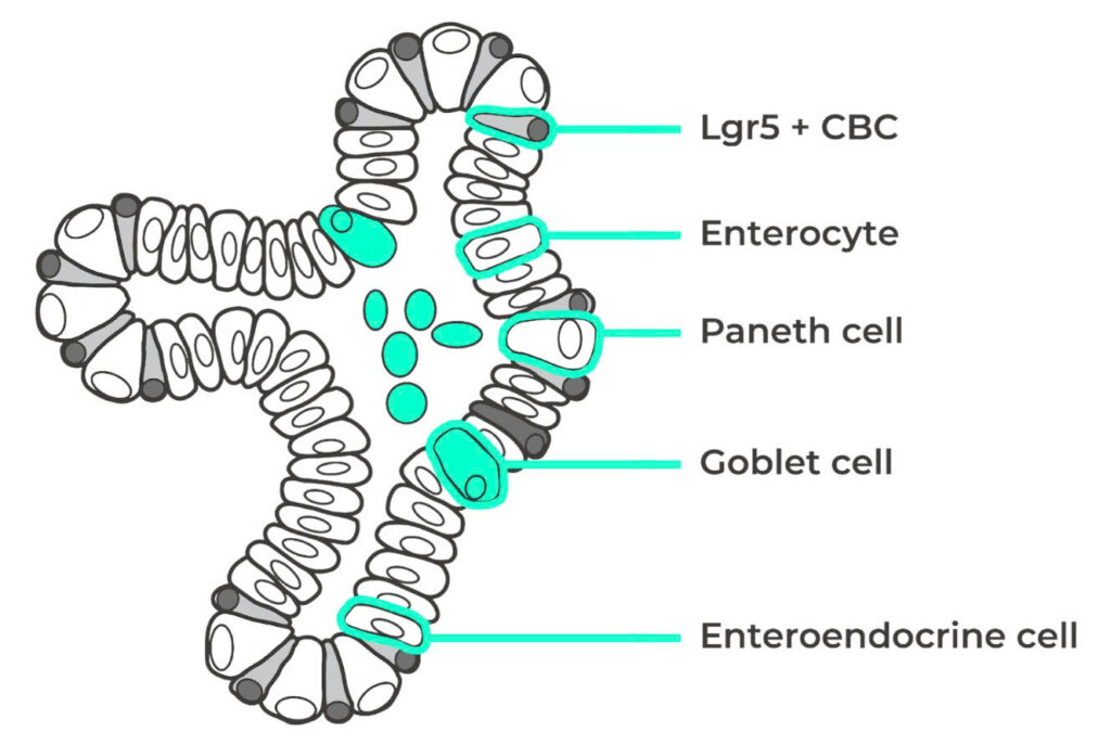 What is an Organoid