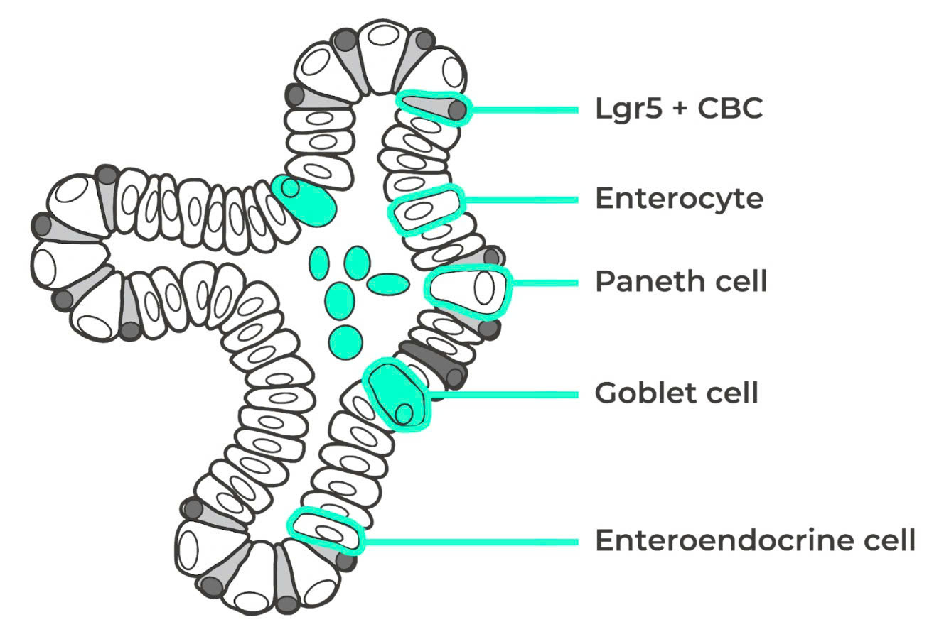 What is an Organoid