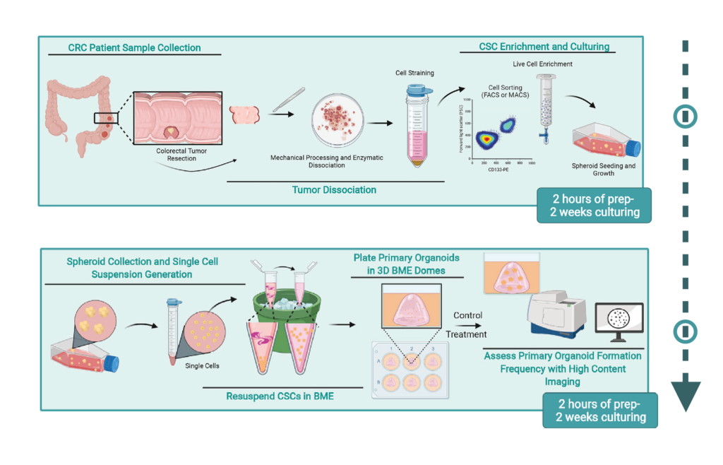 How to Grow Organoids in the Lab