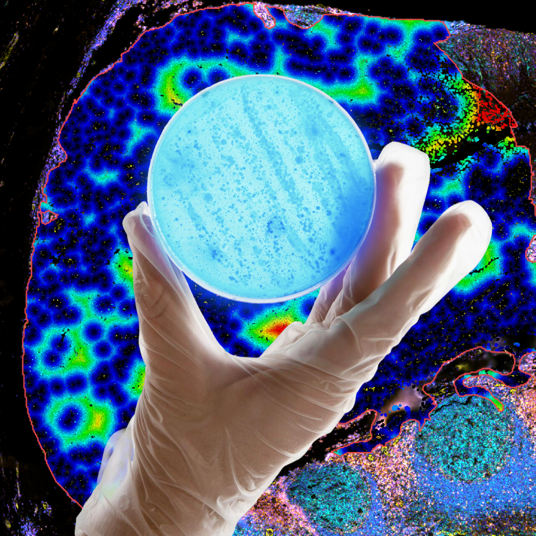 How to Grow Organoids in the Lab: Materials, Media, and Methods