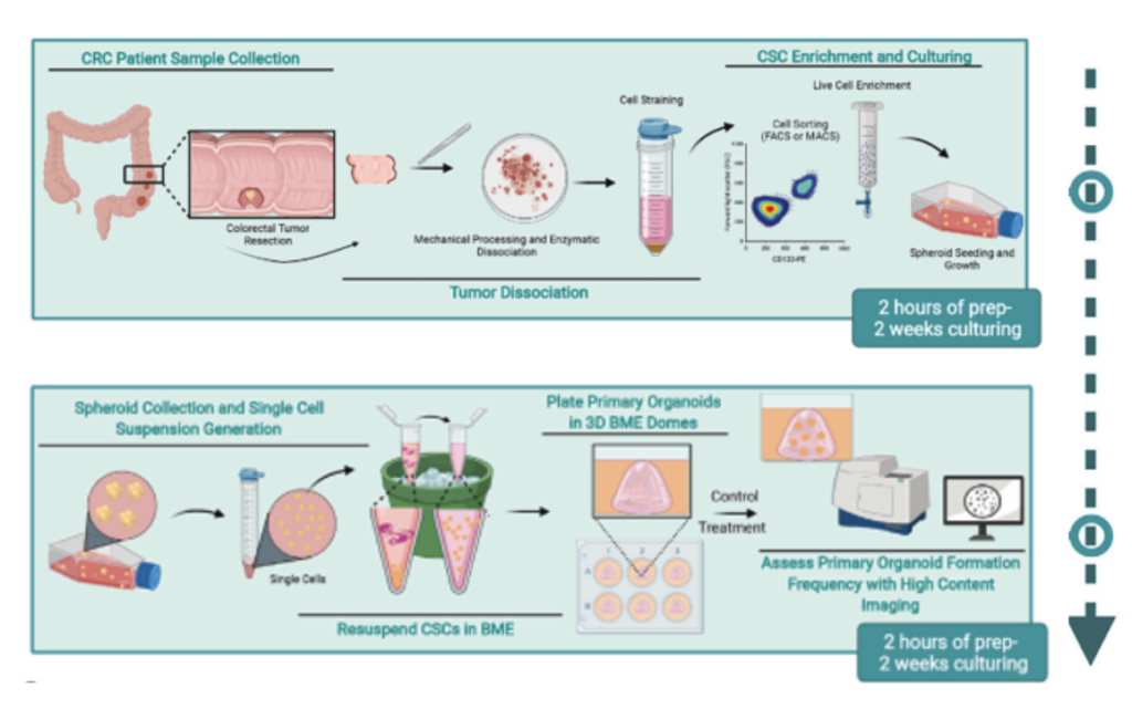 How to Grow Organoids in the Lab