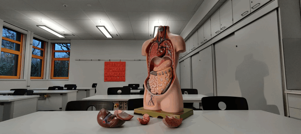 Using Organoids to Understand the Human Body, Organ by Organ