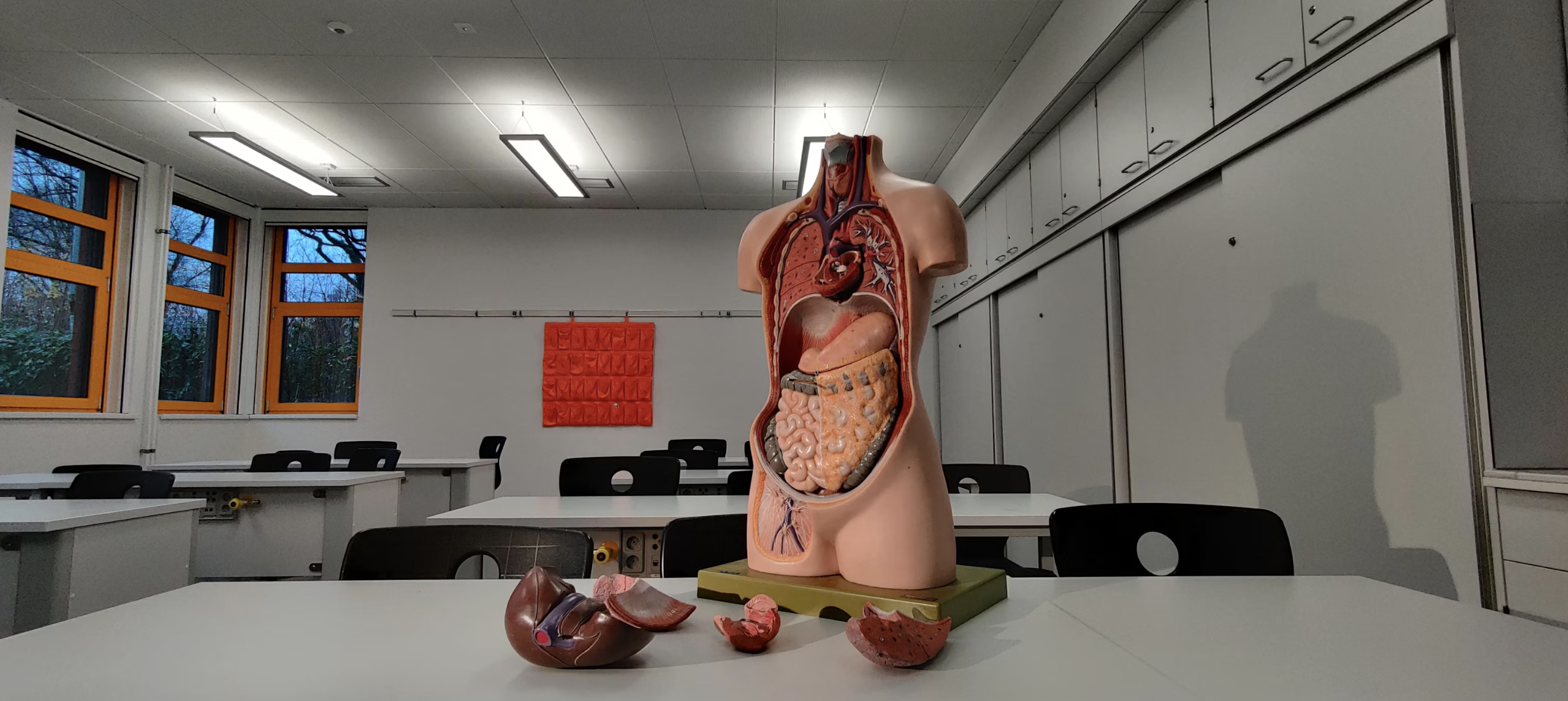 Using Organoids to Understand the Human Body, Organ by Organ