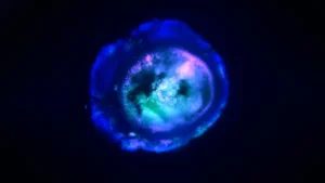 Multi‑Region Human Brain Organoid with Blood Vessels and Neural Activity