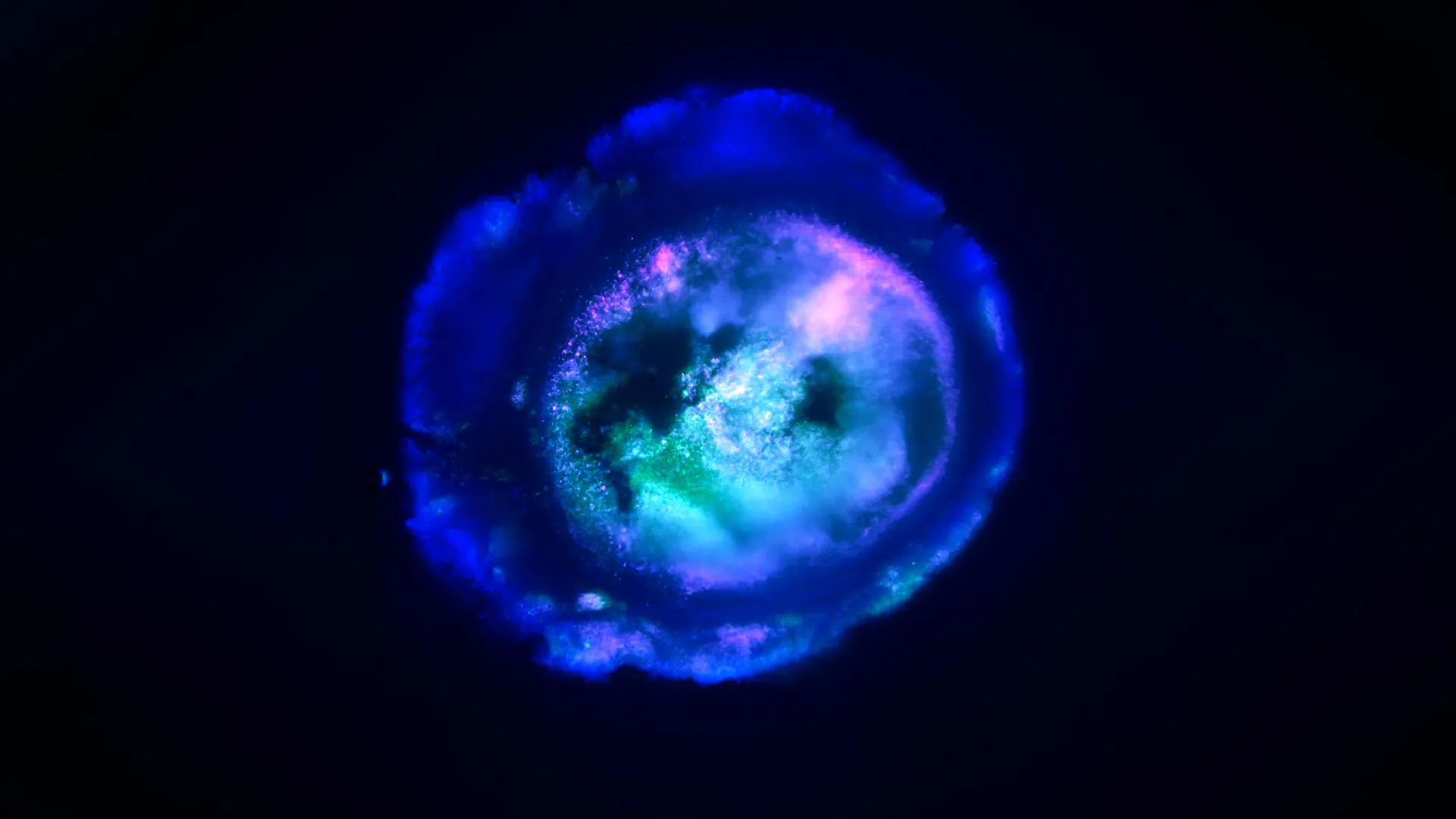 Multi‑Region Human Brain Organoid with Blood Vessels and Neural Activity
