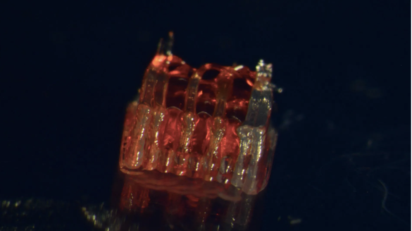 3D-Printed Organoid Scaffold Restores Walking in Paralyzed Rats