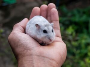 European Day for Humane Science: A Future Where Discovery Doesn’t Hurt