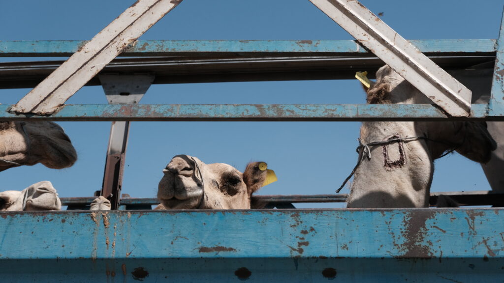 FortyDaysRoad_MainJPG - Lambda Biologics