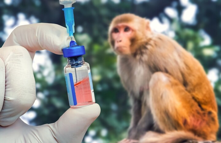 FDA Advances Framework to Reduce Non-Human Primate Testing in Antibody Development