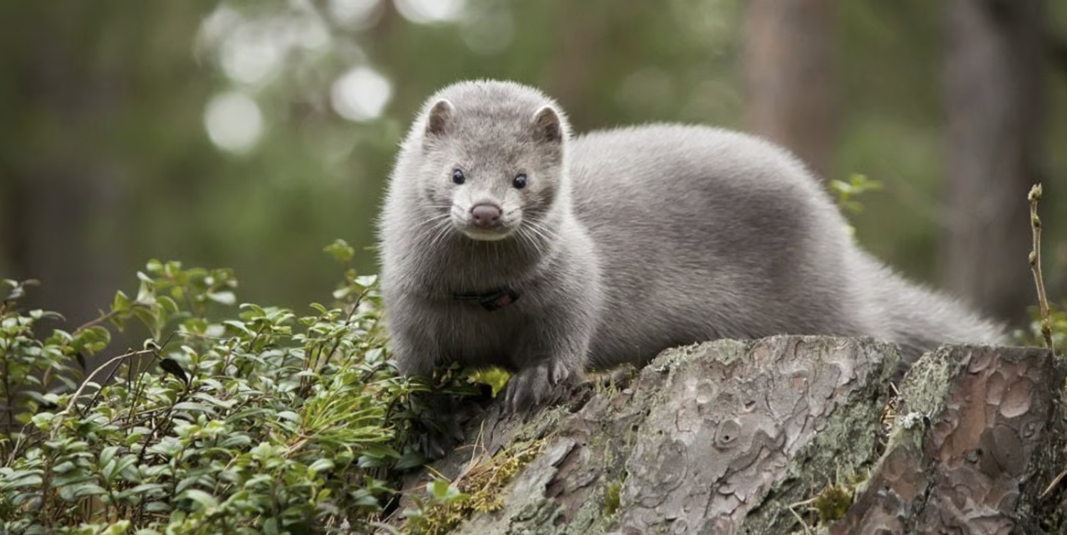 Animal-Free Fashion Takes Center Stage - Lambda Biologics Animal-Free Fashion Takes Center Stage