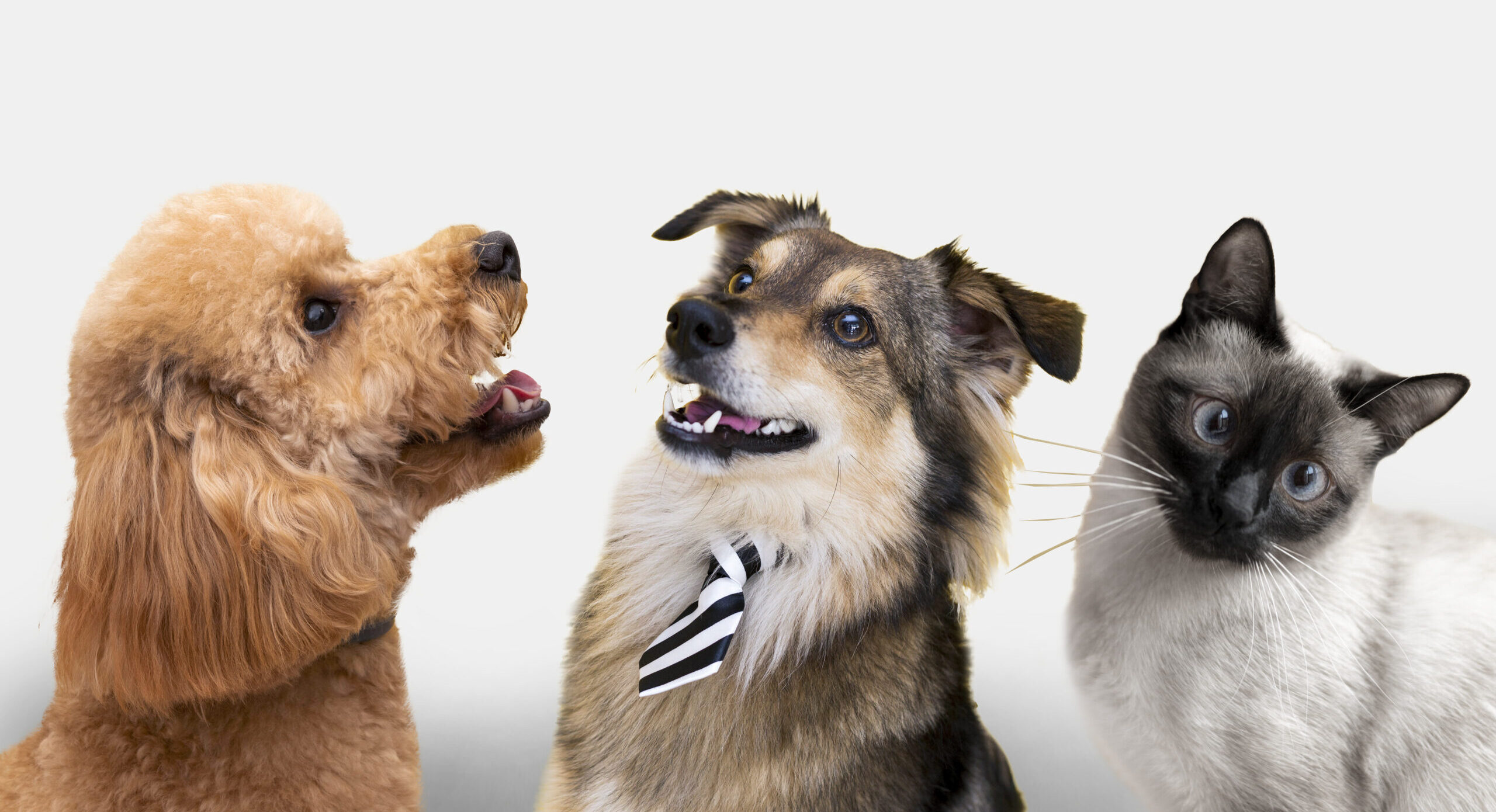 Historic Senate Vote Ends DOD Dog and Cat Experiments