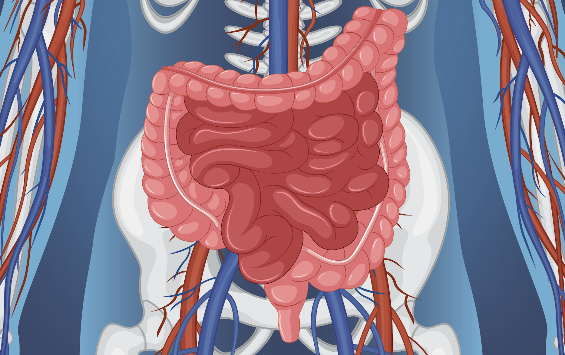 Intestinal Organoid for Gut Disease and Drug Development - Lambda Biologics Intestinal Organoid for Gut Disease and Drug Development