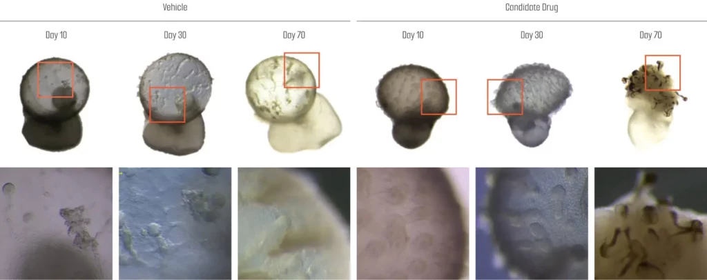 Hair formation efficacy test in the skin organoids