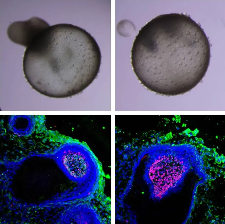 Hair loss model production and effectiveness evaluation
