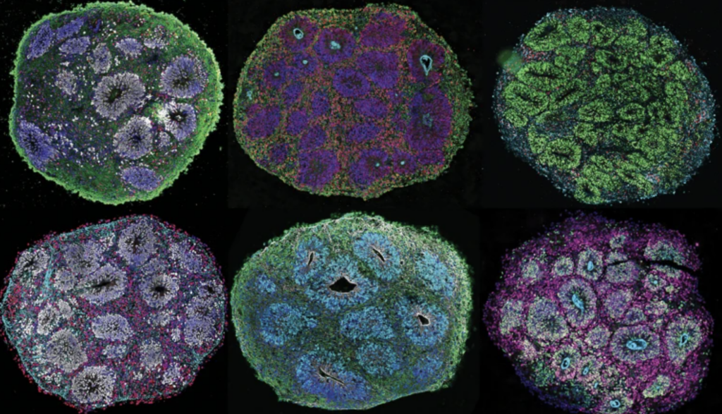 The Shift Beyond Animal Testing - Lambda Biologics The Shift Beyond Animal Testing