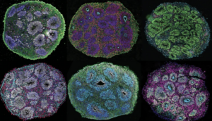 The Shift Beyond Animal Testing - Lambda Biologics The Shift Beyond Animal Testing