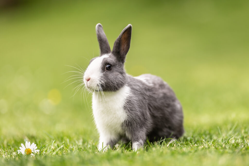 EU Advances the Animal Free Initiative with Landmark Ban on Animal Testing for Detergents