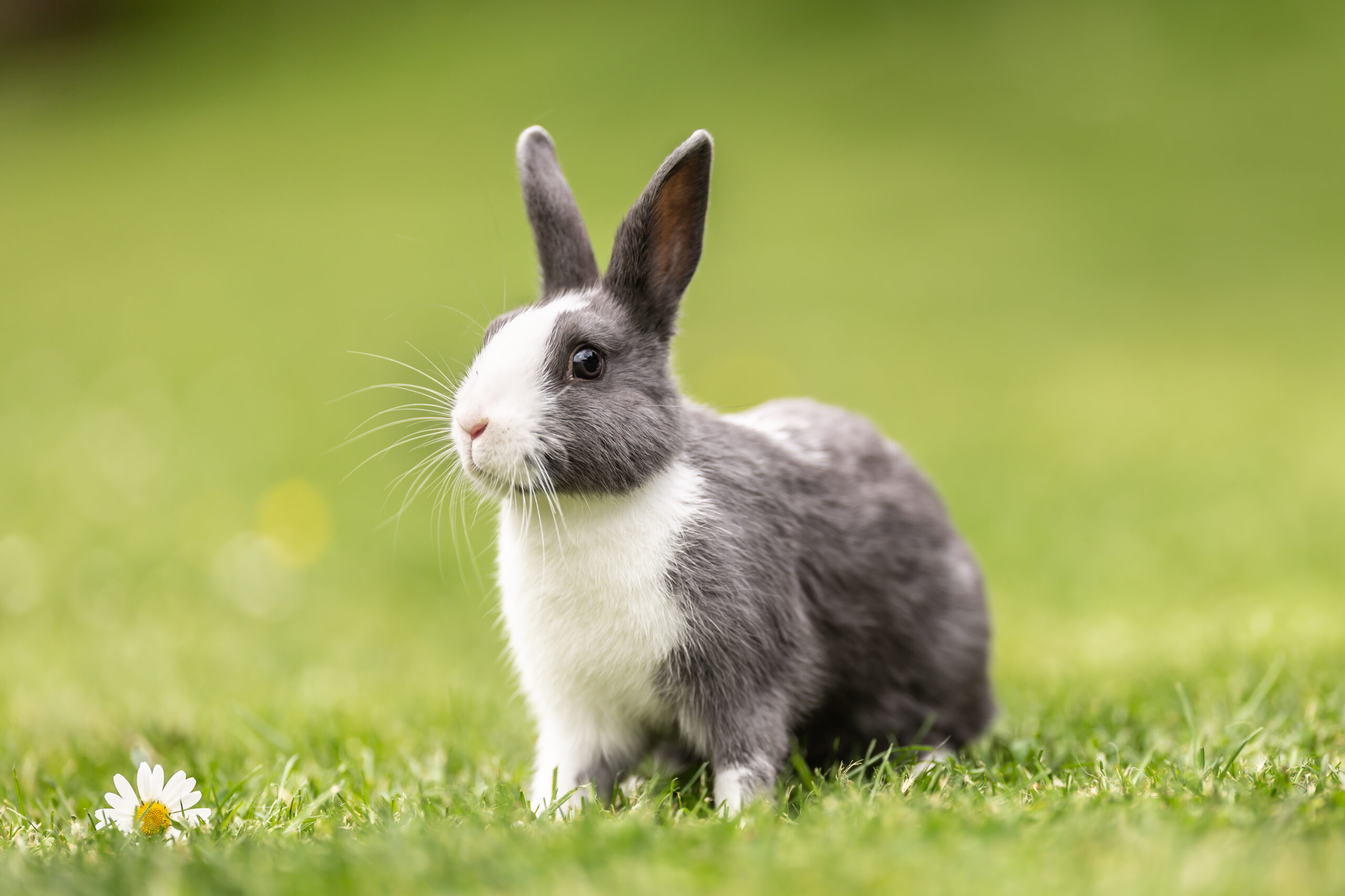 EU Advances the Animal Free Initiative with Landmark Ban on Animal Testing for Detergents