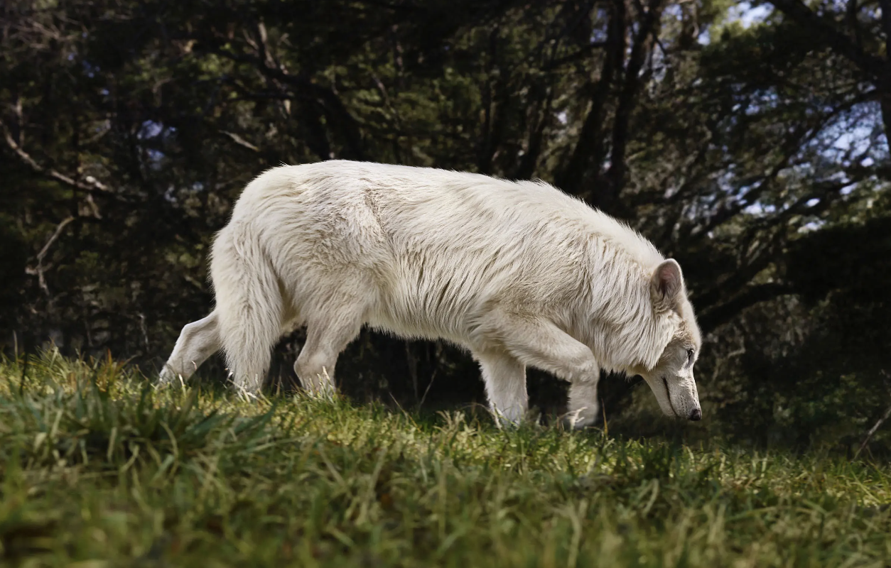 The Past Is Back: De-Extinction, Ancient DNA & the Art of Remixing What Was Lost