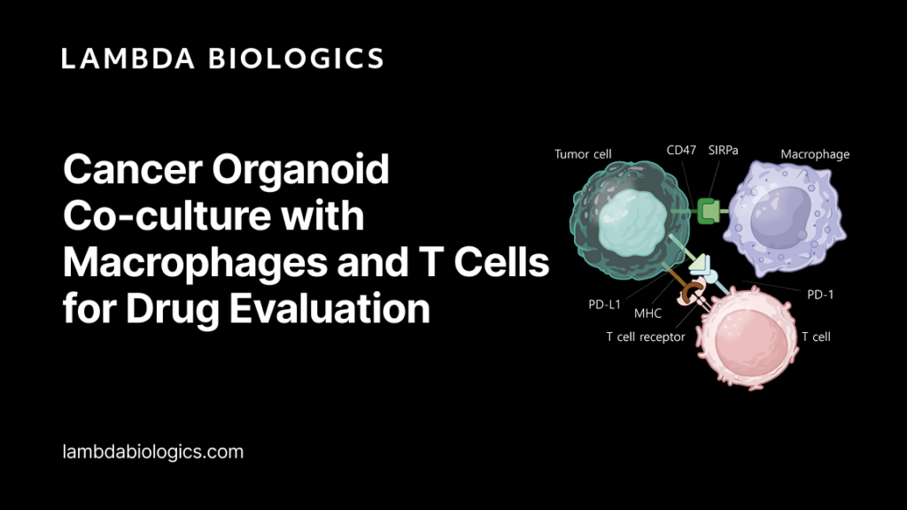 Cancer Organoid Co-culture with Macrophages and T Cells for Drug Evaluation