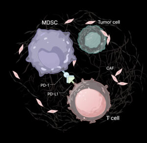 MDSC-targeted Platform