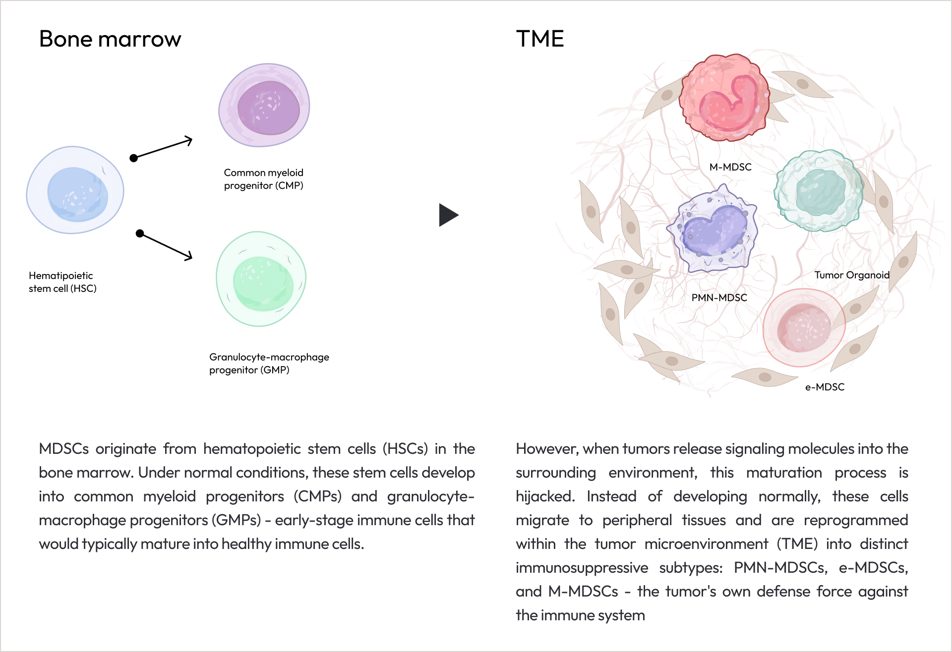 MDSC origin pathway
