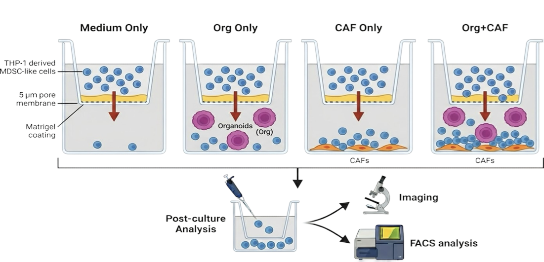 MDSC tumor invasion simulation using Transwell