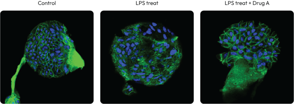 Control panel: clusters of blue nuclei with surrounding green fluorescent staining in a cell culture image panel