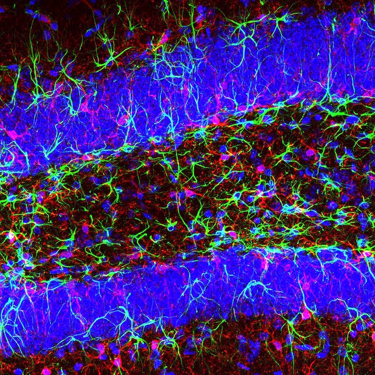 Fluorescent image of brain tissue: blue cell nuclei, green astrocyte processes, and red neuronal fibers in layered cortex.