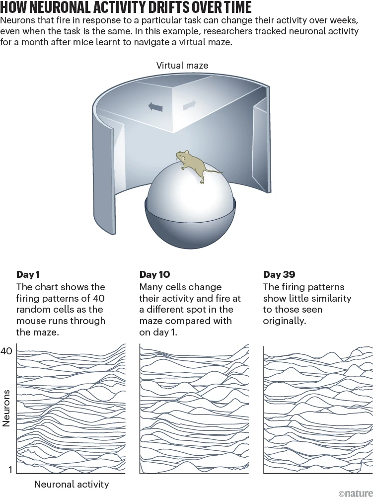 Infographic showing how neuronal activity drifts over time as a mouse navigates a virtual maze, with three panels for Day 1, Day 10 and Day 39 and line graphs of neuronal activity vs. neurons 1–40.