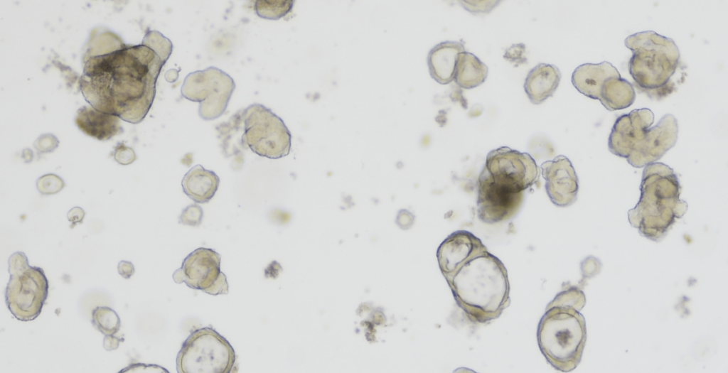 Closed-loop microfluidic platform for enhanced gut organoid