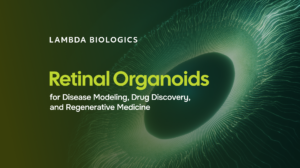 Retinal Organoids