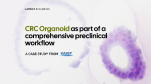 CRC Organoid as part of a comprehensive preclinical workflow - Lambda Biologics CRC Organoid