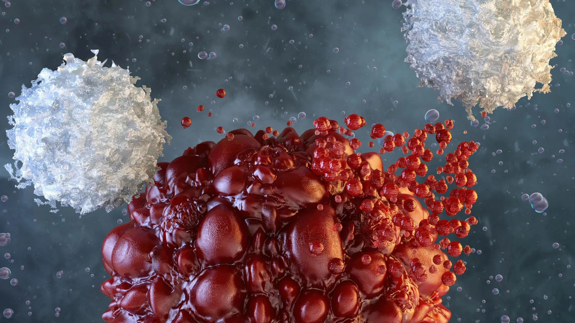 Red, irregularly shaped tumor-like cells being encountered by white immune cells in a microscopic scene.