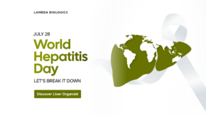 World Hepatitis Day 2026 - Liver Cancer Organoid